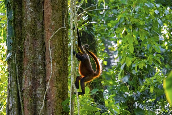 Geoffroy's spider monkey (Ateles geoffroyi) climbing a tree in the jungle, Tortuguero National