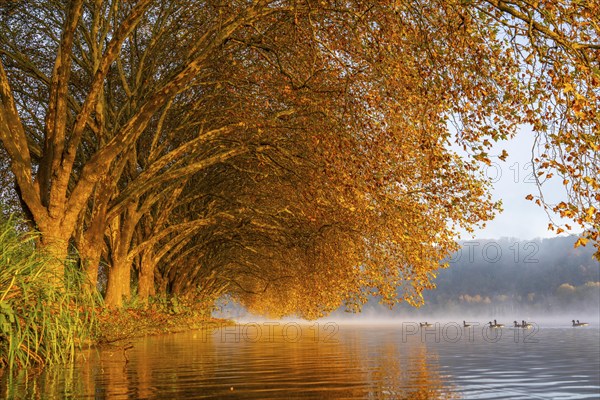 Autumn colours at the Platanen Allee, Hardenberg Ufer, lakeside path at Lake Baldeney, near Haus