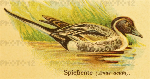 Pintail (Anas acuta) swimming, lakeshore, World of Birds, historical illustration 1890