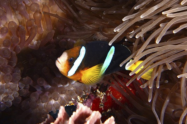 A colourful Clark's anemonefish (Amphiprion clarkii) swimming in a sea anemone, dive site