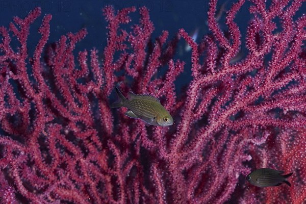 Monkfish (Chromis chromis) swimming in front of pink Violescent sea-whip (Paramuricea clavata),