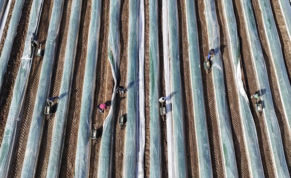 The first asparagus is harvested from a foil-covered asparagus field, Beelitz, 26/03/2024