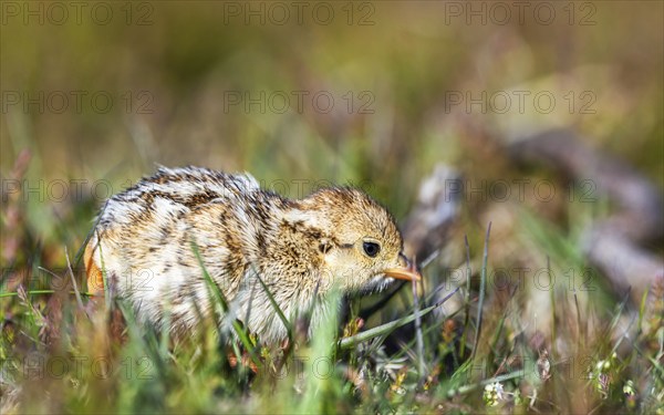 Chick of Red-legged Partridge, Alectoris rufa, North York Moors National Park, Yorkshire, England,