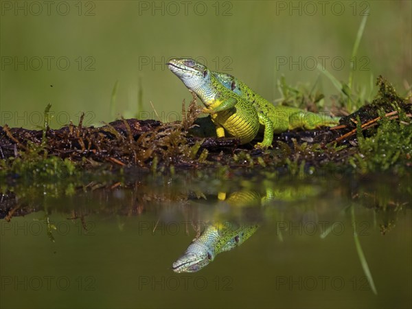 European green lizard (Lacerta viridis), Tiszaalp-r, Kiskuns-gi National Park, B-cs-Kiskun,