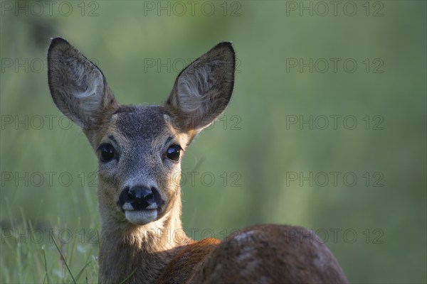 Fawn, Wittlich, Rhineland-Palatinate, Germany, Europe