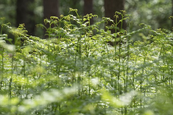 Bracken fern (Pteridium aquilinum) in spring, Lower Saxony, Germany, Europe