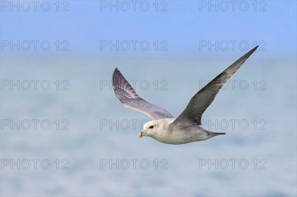 Northern fulmar (Fulmarus glacialis), Spitsbergen, Longyearbyen, Svalbard / Spitsbergen, Norway,
