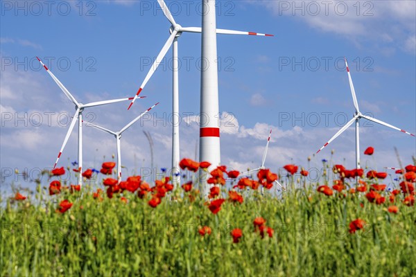 Wind farm, field with flower strips, insect-friendly border of fields with mixed flowers, poppies,