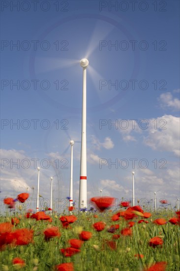Wind farm, field with flower strips, insect-friendly border of fields with mixed flowers, poppies,
