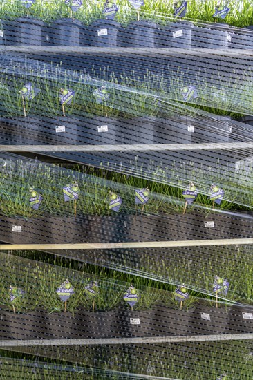 Horticultural company, lavender plants, in flower pots, outdoors, are packed for transport to the