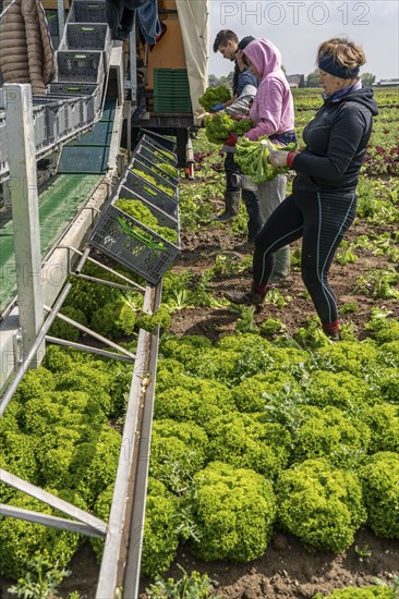 Harvesting Lollo Bianco lettuce, harvest workers cut off the lettuce heads, clean them and put them