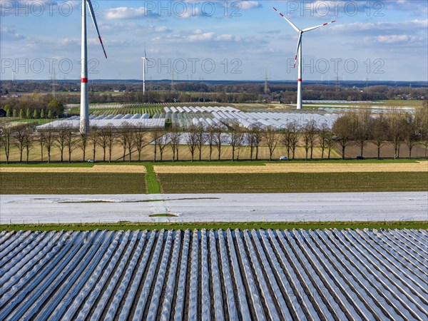 Asparagus fields, asparagus stems under foil, for faster growth, in the background foil greenhouses