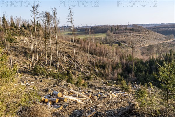 Cleared forest area north of the village of Hirschberg, Soest district, dead spruce stands were