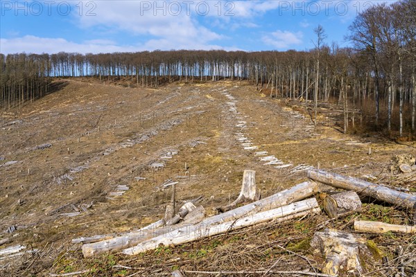 Cleared forest area north of the village of Öventrop, district of Arnsberg, dead spruce stands were