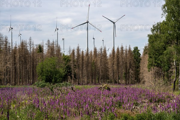 Cleared forest in the Eggegebirge, near Lichtenau, Paderborn district, site of a spruce forest that