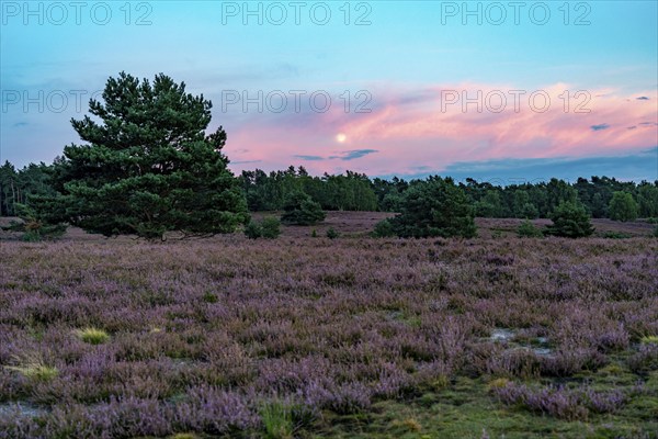 Heather blossom of the broom heather, in the Lüneburg Heath nature reserve, near Wilseder Berg,