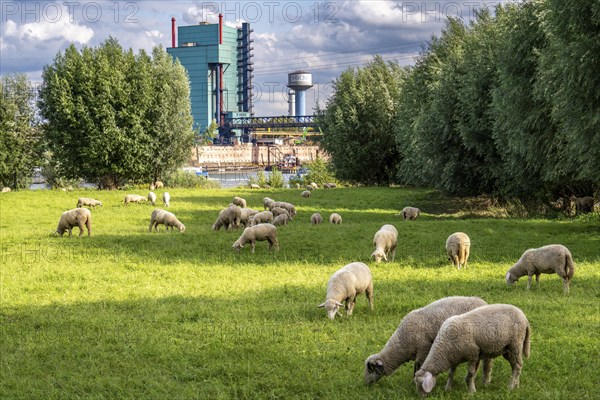 Duisburg Friemershein, sheep on a pasture in the floodplain along the Rhine, pollard willow trees,