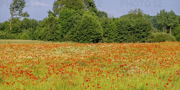 Poppy flower (Papaver rhoeas) and camomile, Münsterland, North Rhine-Westphalia, Germany, Europe