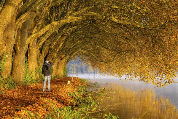 Autumn colours on the Platanen Allee, Hardenberg Ufer, lakeside path on Lake Baldeney, near Haus