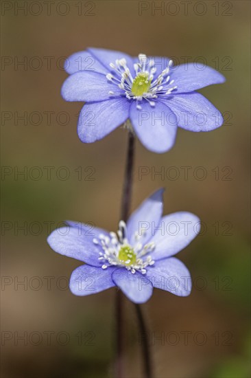 Liverwort (Hepatica nobilis), North Rhine-Westphalia, Germany, Europe