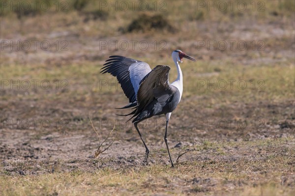 Africa, Botswana, Wattled Crane, Grus carunculatus, Botywana, Africa
