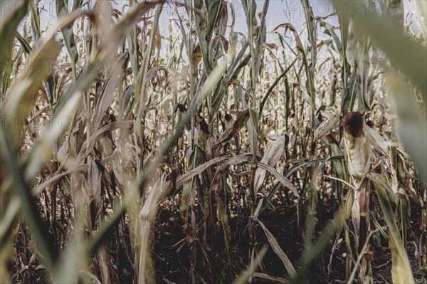 Dried corn, photographed in Bad Dürrenberg, 28/08/2024