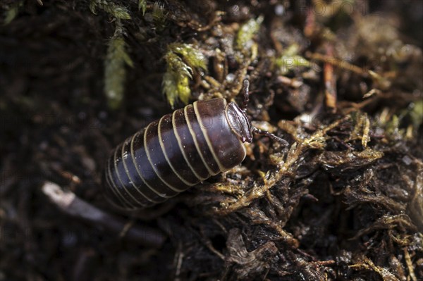 A woodlouse photographed in the Hohe Ward nature reserve in Münster, 08.04.2024