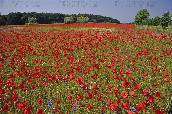 Europe, Germany, Mecklenburg-Western Pomerania, Poppy field near Göhren-Lebbin, Göhren-Lebbin,