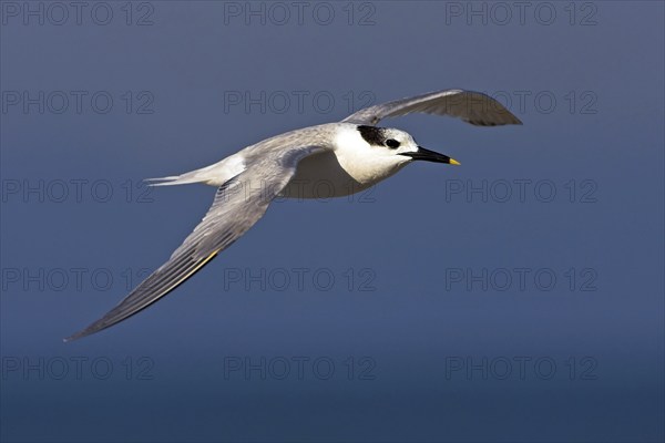 Sandwich tern (Sterna sandvicensis), Bowman's Beach, Sanibel Island, Florida, USA, North America