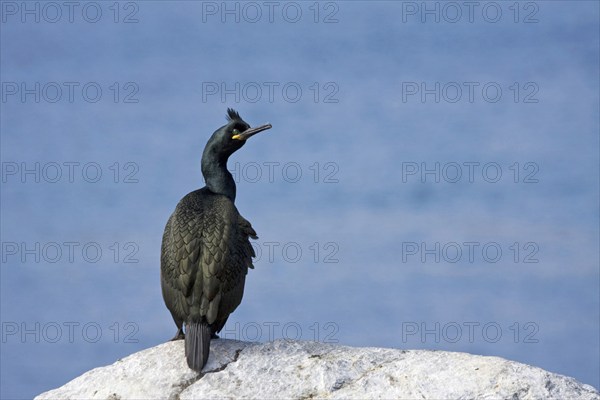 Cormorant, (Phalacrocorax aristotelis), resting on rocks, Hornoy Bird Island, Varanger, Norway,