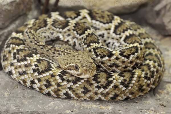 Mexican west coast rattlesnake (Crotalus basiliscus), juvenile, captive, occurrence in Mexico