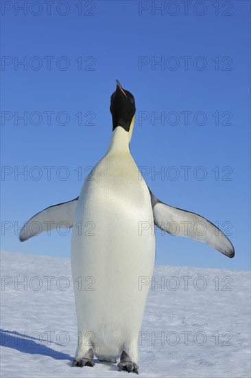 Emperor penguins (Aptenodytes forsteri), Adult Spreading Wings, Snow Hill Island, Antartic
