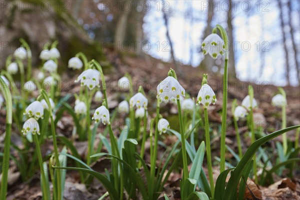 Spring snowflake (Leucojum vernum) flowering in a forest in spring, Upper Palatinate, Bavaria,