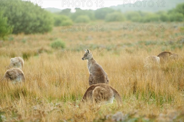 Close-up of eastern grey kangaroos (Macropus giganteus) wildlife on a meadow in Australia