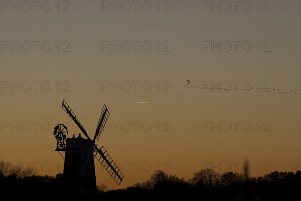 Pink-footed goose (Anser brachyrhynchus) adult birds in flight in a flock or skein over a windmill