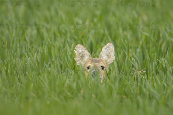 Chinese water deer (Hydropotes inermis) adult animal hiding in a farmland cereal field, Norfolk,