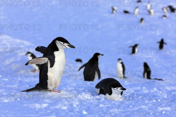 Chinstrap penguin (Pygoscelis antarctica), Antarctica, Brown Bluff, adult, group, penguins,