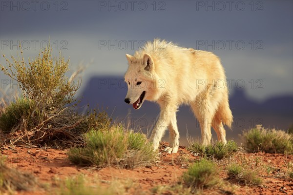 Wolf, (Canis lupus), adult, running, Monument Valley, Utah, USA, North America