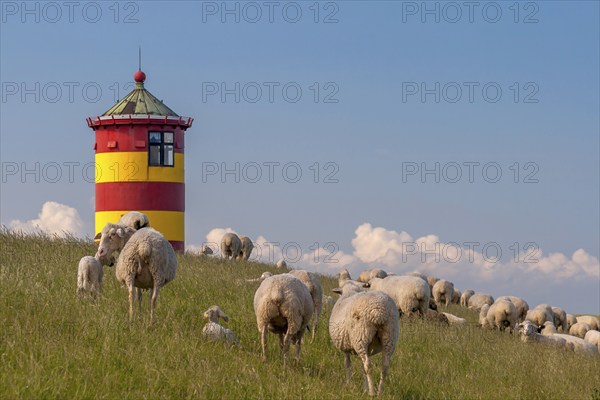 Flock of sheep in front of the Pilsum lighthouse, Pilsum, Krummhörn, East Frisia, Lower Saxony,