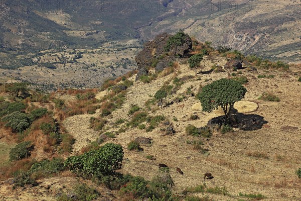 Landscape in the Choke Mountains, view into the valley, Ethiopia, Africa