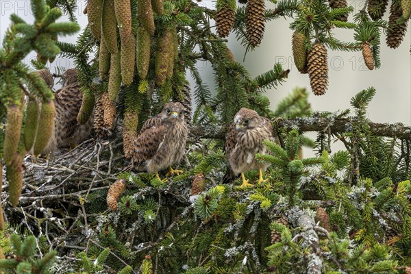 Common kestrel (Falco tinnunculus), two young birds not yet able to fly sitting on a branch outside