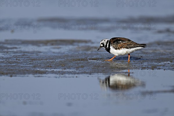 Turnstone (Arenaria interpres), foraging in the mudflats at low tide, Texel, North Holland,