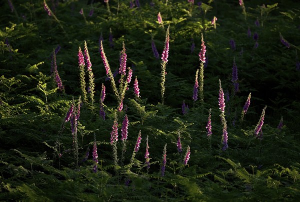 Common foxglove (Digitalis purpurea) in ferns illuminated by the sun, Lower Rhine, North