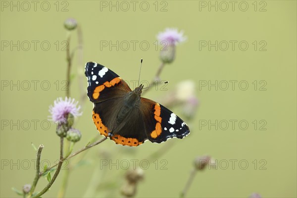 Admiral butterfly (Vanessa atalanta), butterfly sucking nectar from a thistle (Cirsium arvense)