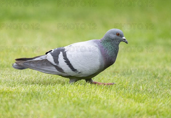 Domestic pigeon (Columba livia domestica) on a lawn, green area in search of food, Lower Saxony,