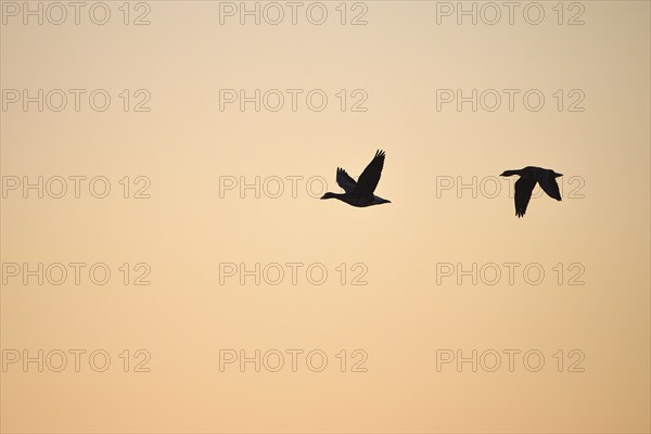 White-fronted goose (Anser albifrons), two geese in flight, at sunrise, morning sky, Dingdener