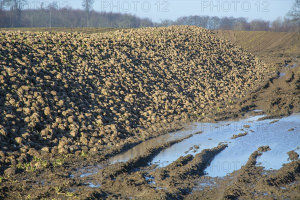 Pile of harvested sugar beets waiting for transport to sugar factory. Charlottenlund, Ystad