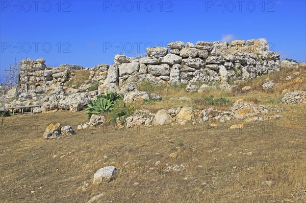 Ggantija neolithic megalithic 5500 years old prehistoric temple complex site Gozo, Malta, Europe
