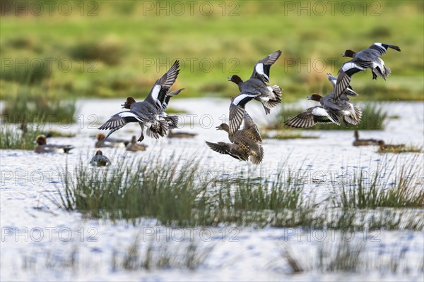 Eurasian Wigeon, (Mareca penelope) birds in flight over marshes