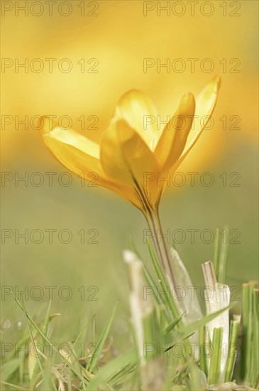 Golden crocus or dutch yellow crocus (Crocus flavus), North Rhine-Westphalia, Germany, Europe